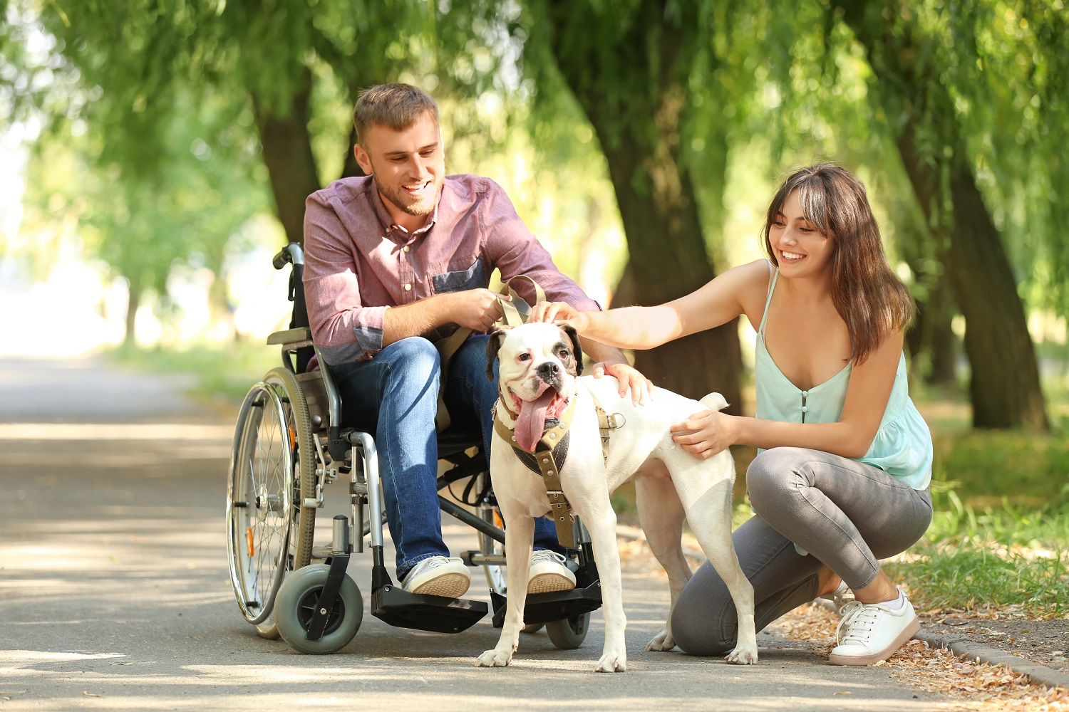 A man in a wheelchair interacts joyfully with a white dog, while a woman kneels beside the dog, gently petting it in a sunlit park.